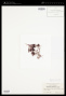 Pterocladia pyramidale (N.L.Gardner) E.Y.Dawson