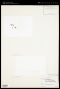 Chlamydomonas