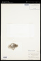Gloeocystis grevillei (Berk.) F.E.Drouet & E.F.K.Daily
