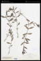 Diodia virginiana L.