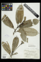 Gesneria viridiflora (Decne.) Kuntze