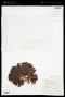 Zonaria farlowii Setch. & N.L.Gardner