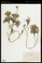 Diphasiastrum tristachyum (Pursh) Holub