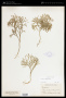 Diphasiastrum tristachyum (Pursh) Holub