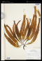 Macrocystis pyrifera (L.) C.Agardh