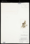 Cladophora graminea Collins