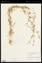 Galium aparine L.