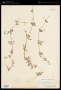 Galium aparine L.