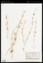 Galium aparine L.