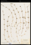 Galium aparine L.