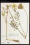 Daucus carota L.