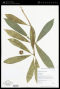 Pittosporum glabrum Hook. & Arn.
