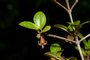 Plant Specimen Image
