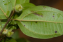 Plant Specimen Image
