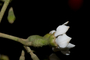 Plant Specimen Image