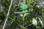 Plant Specimen Image