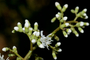 Plant Specimen Image