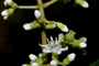 Plant Specimen Image