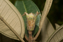 Plant Specimen Image