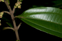 Plant Specimen Image