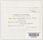 Uromyces glycyrrhizae (Rabenh.) Magnus