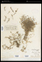 Spergularia rubra (L.) J.Presl & C.Presl