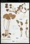 Hydrocotyle repanda Pers.