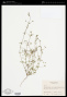 Galium L.