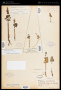 Botrychium boreale J.Milde