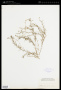 Spergularia rubra (L.) J.Presl & C.Presl