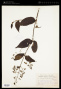 Miconia pichinchensis Benth.