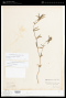 Hexasepalum teres (Walter) J.H.Kirkbr.