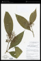 Miconia prasinifolia Gleason