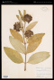 Asclepias purpurascens L.