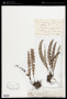 Asplenium resiliens Kunze