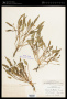 Viola nuttallii Pursh