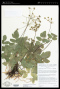 Tauschia arguta (Torr. & A.Gray) J.F.Macbr.