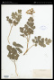 Tauschia arguta (Torr. & A.Gray) J.F.Macbr.