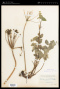 Tauschia arguta (Torr. & A.Gray) J.F.Macbr.