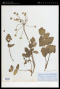 Tauschia arguta (Torr. & A.Gray) J.F.Macbr.