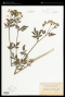 Thaspium barbinode var. barbinode