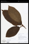 Tococa guianensis Aubl.