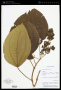 Miconia firma J.F.Macbr.