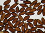 Pyrenopolyporus tortisporus (Y.M.Ju & J.D.Rogers) M.Stadler, Kuhnert & Wendt