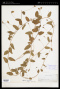 Stylisma humistrata (Walter) Chapm.