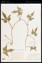 Ipomoea trichocarpa Elliott