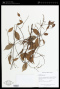 Tassadia propinqua Decne.