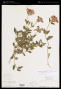 Verbena hybrida Groenl. & Rümpler