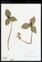 Trillium stamineum Harb.