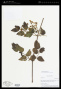 Clematis denticulata Vell.